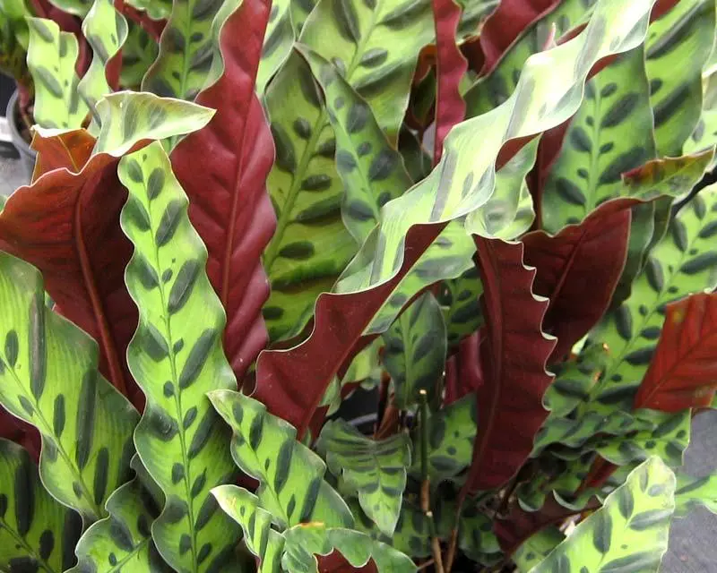 What Is a Rattlesnake Plant?